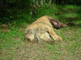 Dead lion
