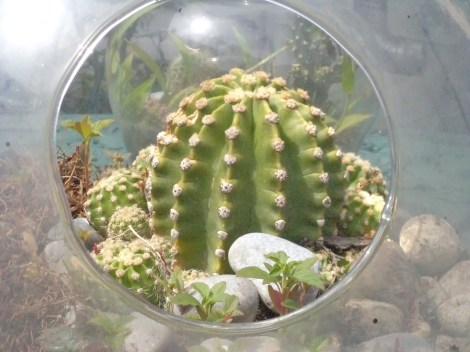 Cáctus en Burbuja