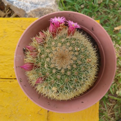 IMG_20150409_141713.jpg image