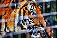 tigre