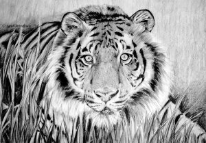 crouching_tiger_by_sarah789-d2g19nh