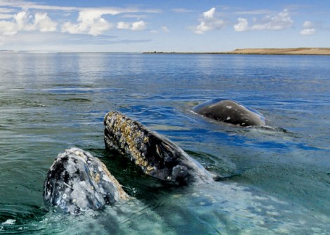 ballenas en san ignacio.jpg