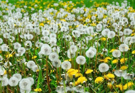 dandelions.jpg
