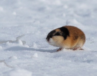 norway-lemming-1