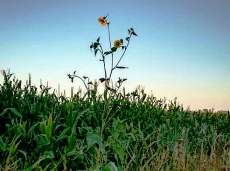 Captura 05-02-2017_204534.jpeg