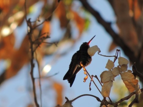 Descanso del colibrí