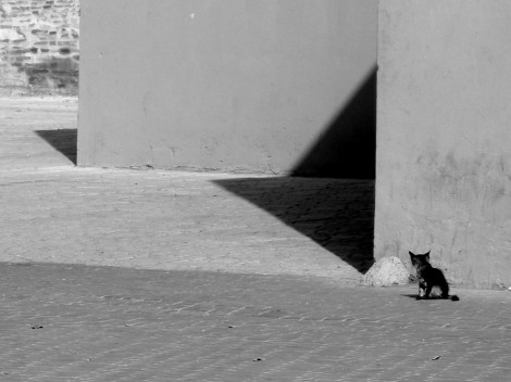 GATO1_170921_101840 Casablanca.jpg