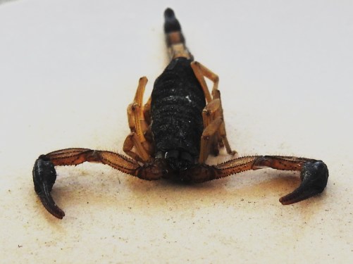 alacran_171104_131052 culiacan.jpg